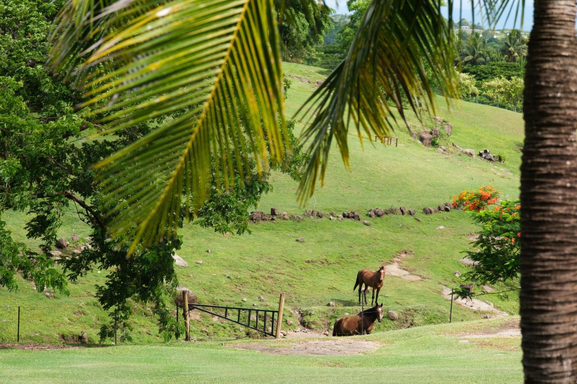 Paradis Sur Terre 6 Bedroom Dual Villas With Pools And Views Lauwaki Esterno foto